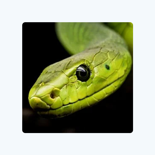 Snake Crazy Pro Snake Crazy Pro